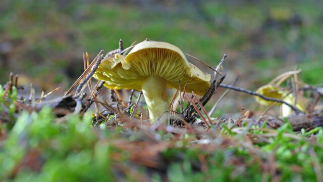 Tricholoma equestre