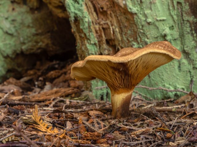 Paxillus involutus