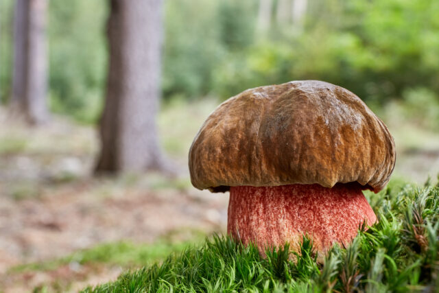 Neoboletus luridiformis