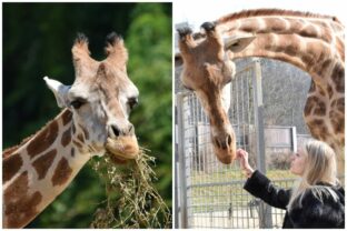 Kolaz bratislava zirafa zoo.jpg