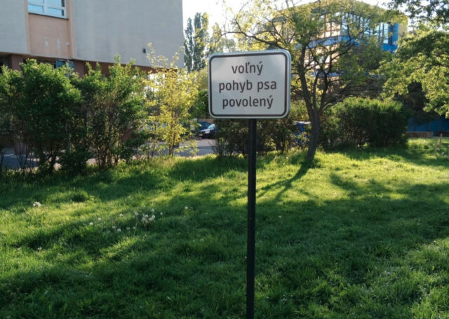 Volny pohyb psov psy nove mesto.jpg