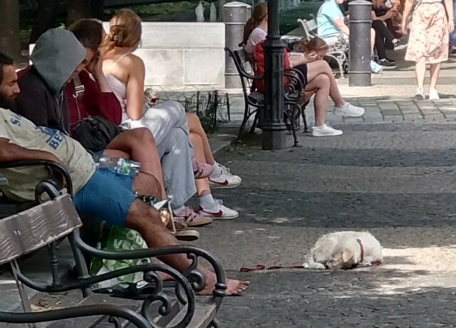 Pes pomoc zviera hviezdoslavovo namestie