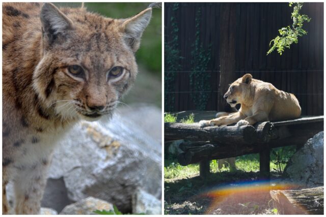 Bratislava zoo umrtie zvierat.jpg
