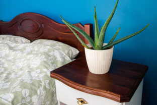 Aloe vera