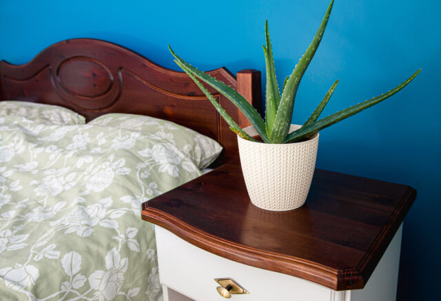 Aloe vera