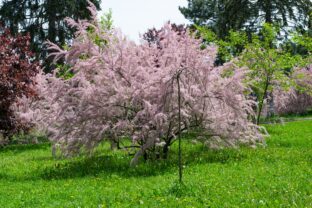 tamariška