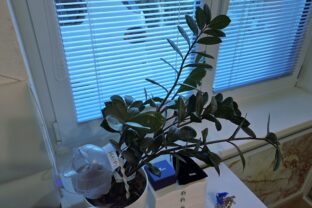 Zamioculcas zamiifolia