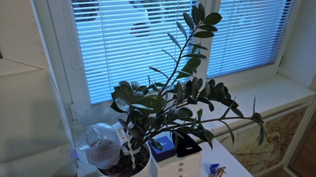 Zamioculcas zamiifolia