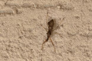 vražedná ploštica