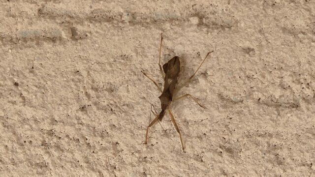 vražedná ploštica