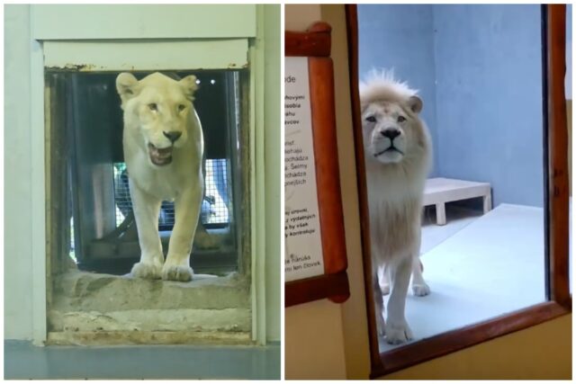 Bratislava zoo.jpg