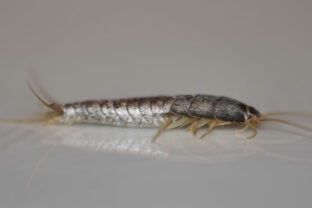 Ako sa zbaviť rybeniek