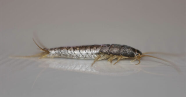 Ako sa zbaviť rybeniek