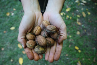 špinavé ruky od orechov
