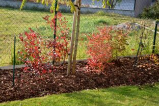 mulčovaná záhrada