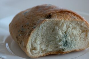 Plesnivý chlieb