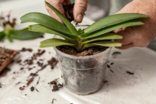 hnojenie orchidey