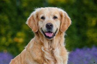 zlatý retriever