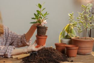 Bobkový list v kvetináči