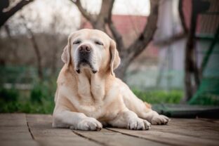 labrador