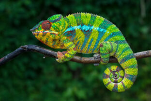 chameleón