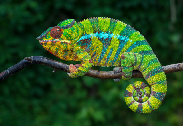 chameleón