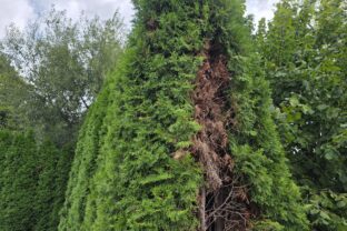 Začali mi vysychať tuje