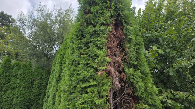 Začali mi vysychať tuje