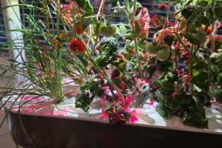 pestovanie na parapete