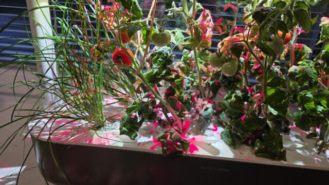 pestovanie na parapete