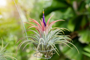 tillandsia
