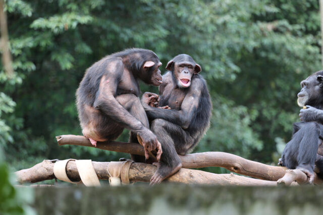 Šimpanzy