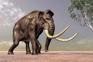 mamut