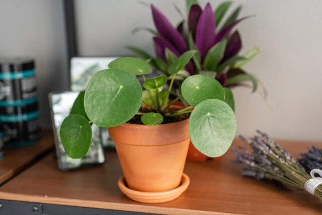 pilea peperomioides