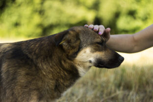 hladí psa po hlave