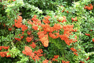 Hlohyňa šarlátová