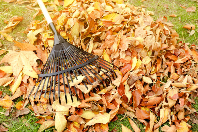 kopa lístia na záhrade