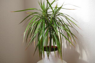 Dracena