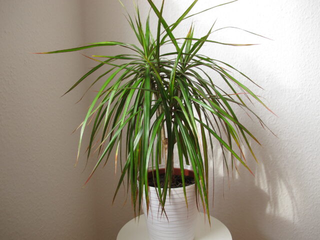 Dracena