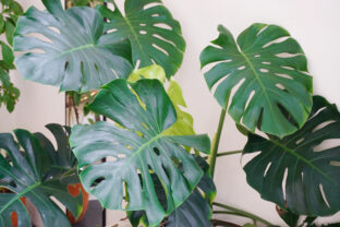 monstera