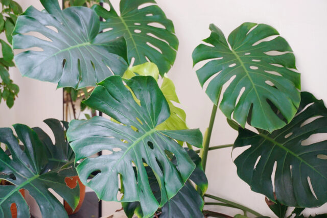 monstera