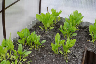 pestovanie špenátu v skleníku