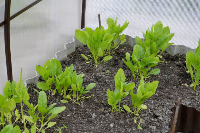 pestovanie špenátu v skleníku