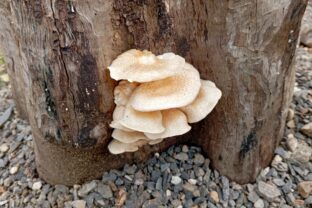 Pleurotus spp