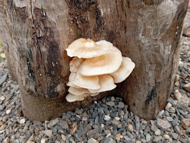 Pleurotus spp