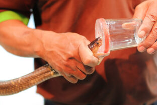 Zberač hadieho jedu