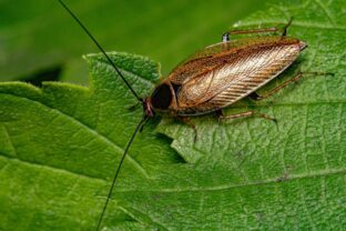 Svabik bratislava.jpg