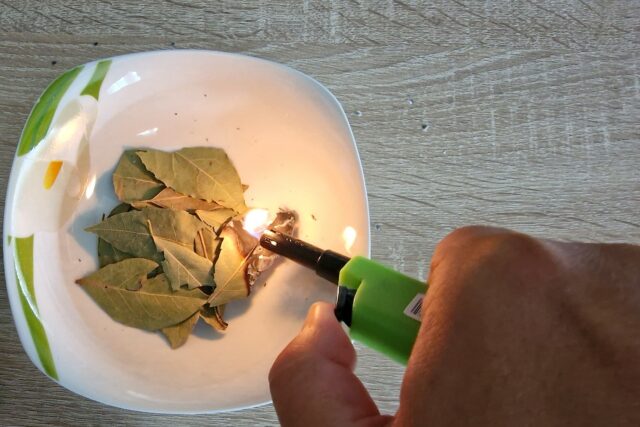 pálime bobkový list