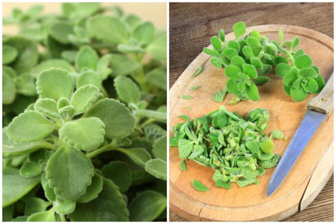 Bratislava nadchovnik.jpg