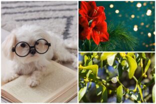 Bratislava pes nebezpecenstvo.jpg